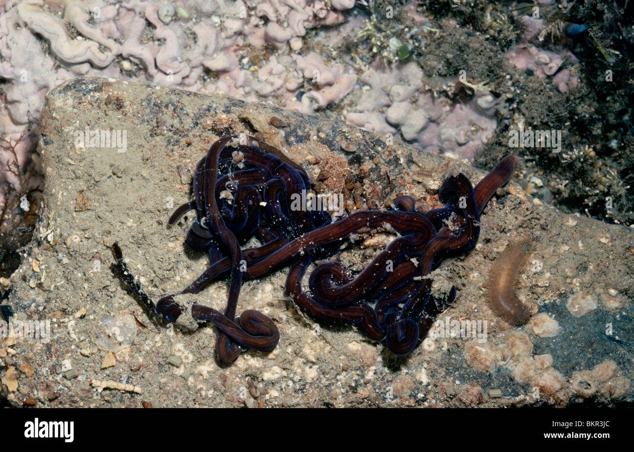 Bootlace worm hires stock photography and images Alamy