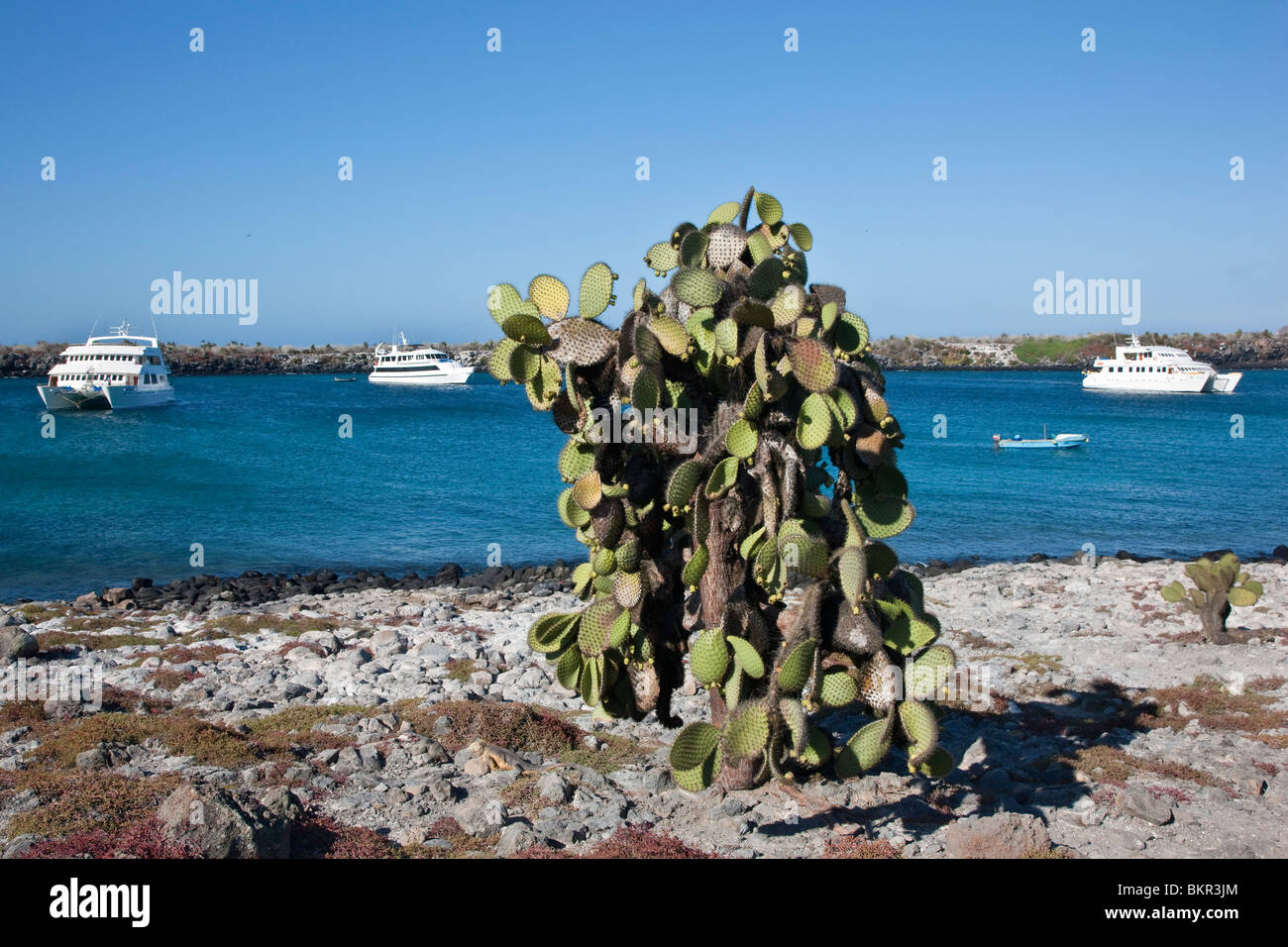 Galapagos Islands, Motor yachts moored off  South Plaza island. Stock Photo