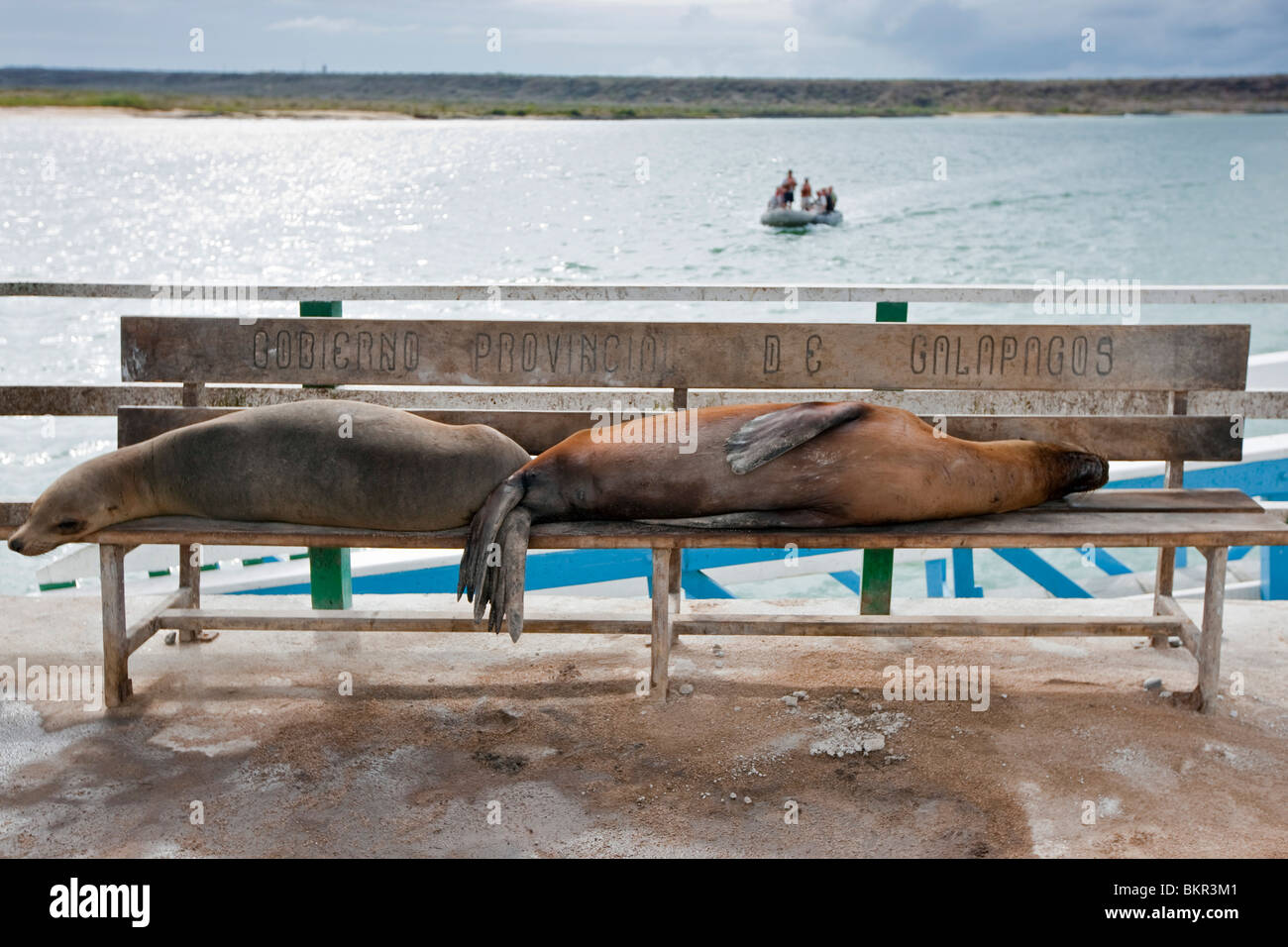 Galapagos Islands, Galapagos sea lions occupy the visitors   benches on the pier at Baltra Island. Stock Photo