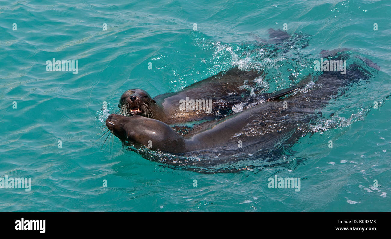Galapagos Islands, Playful Galapagos sea lions off Santa Cruz island. Stock Photo