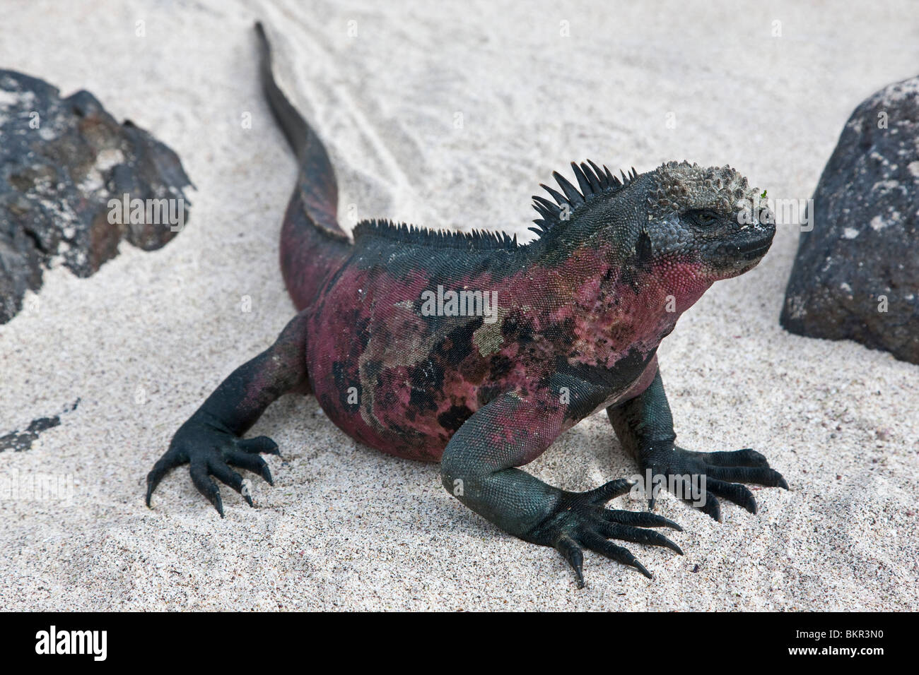 Galapagos Islands, A Marine iguana on the sandy beach of Espanola island. Stock Photo