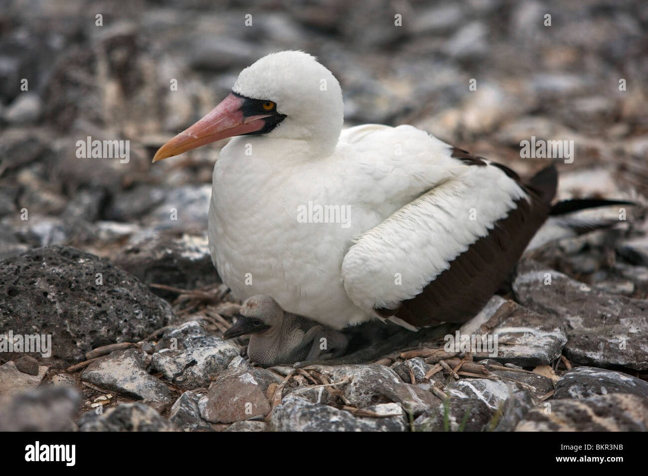 Galapagos, A Nazca booby & chick, Punta Suarez. Usually lay 2 eggs, the older will push out its sibling leaving it to die. Stock Photo