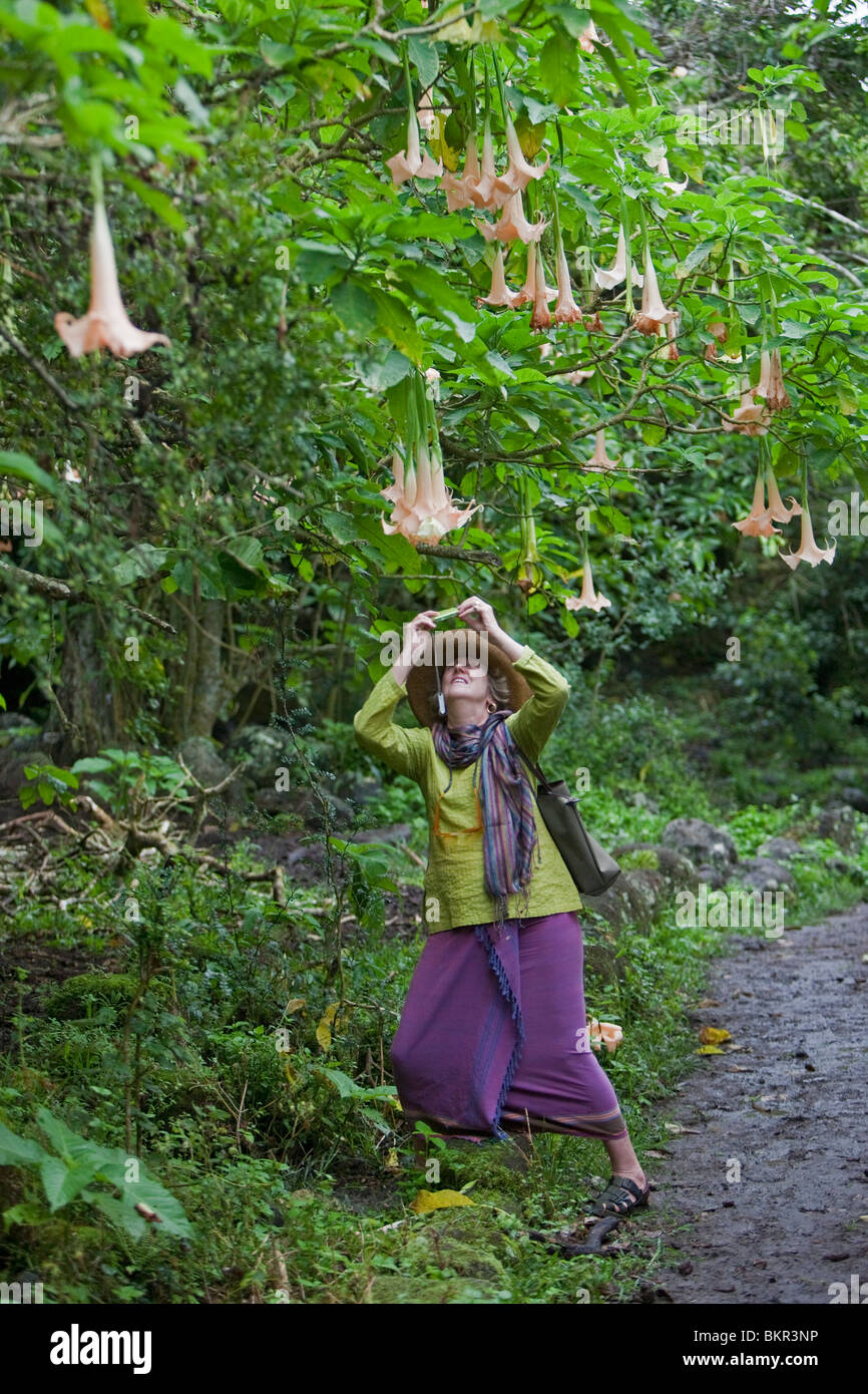 Galapagos Islands, A visitor to the cloud-forest on Floreana island photographs a moonflower. Stock Photo