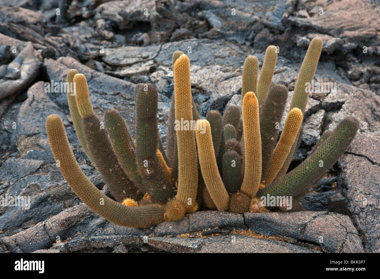 Galapagos Islands, Lava cactus grows in the cracks of bare lava rocks on  Fernandina Island Stock Photo - Alamy