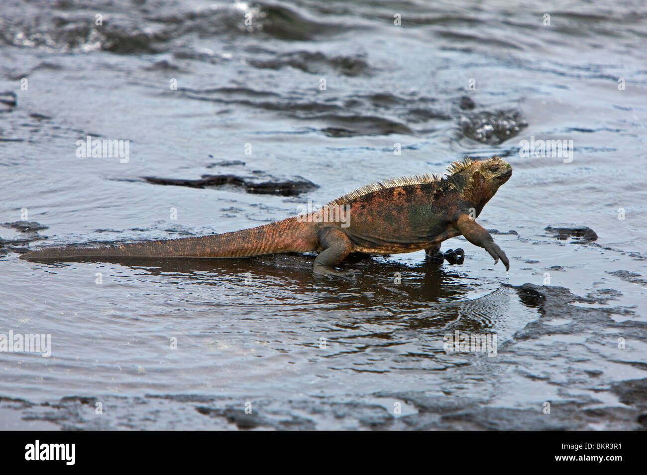 Galapagos Islands, A marine iguana leaving shore to feed on algae or seaweed around mid-day. Stock Photo