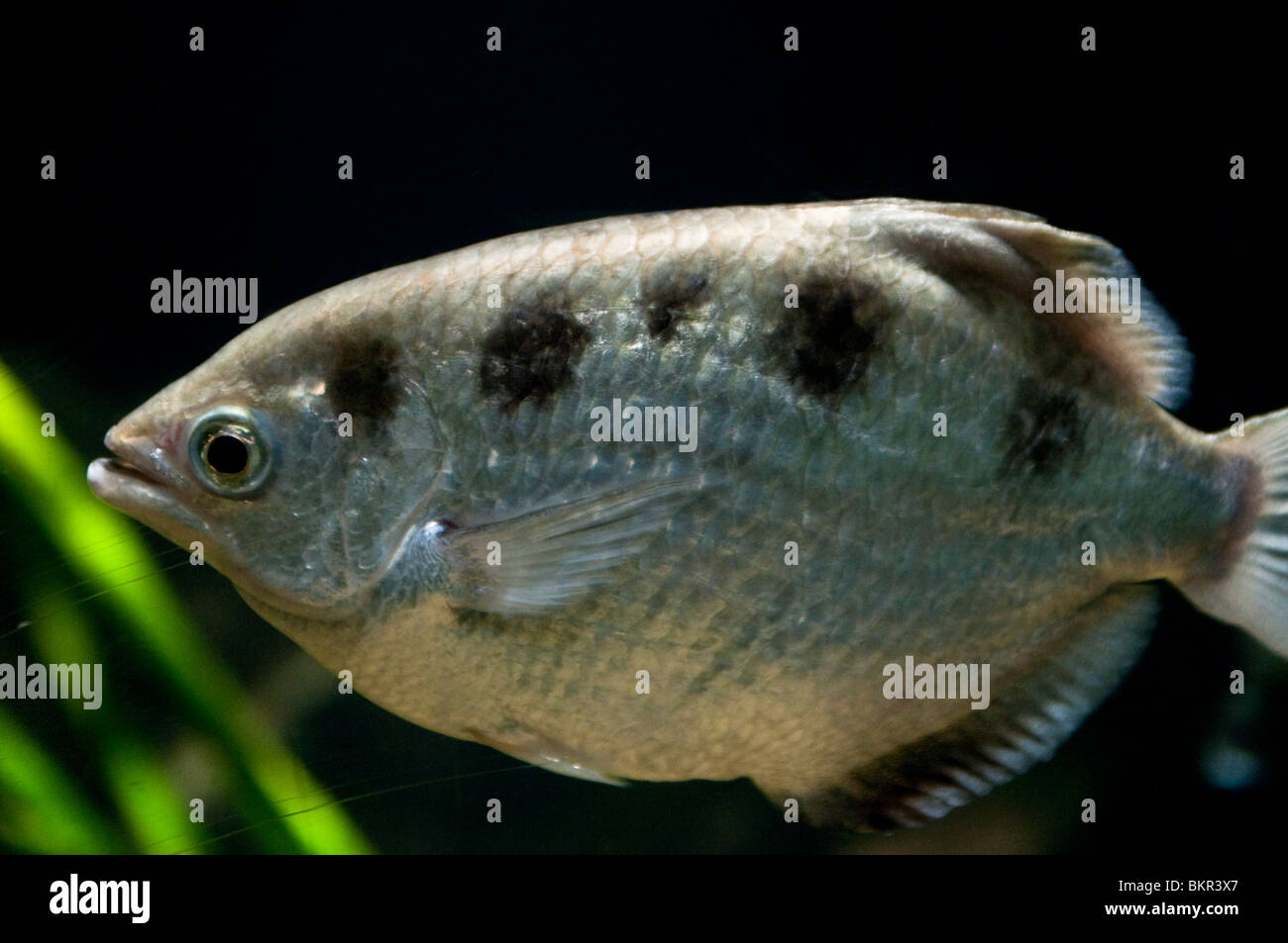 Fish, Sydney Aquarium, Sydney, Australia Stock Photo Alamy