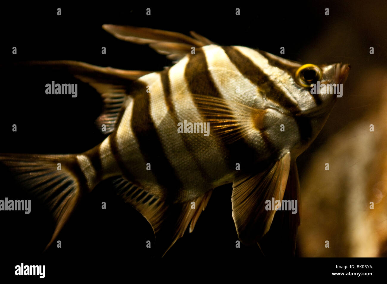Fish, Sydney Aquarium, Sydney, Australia Stock Photo Alamy