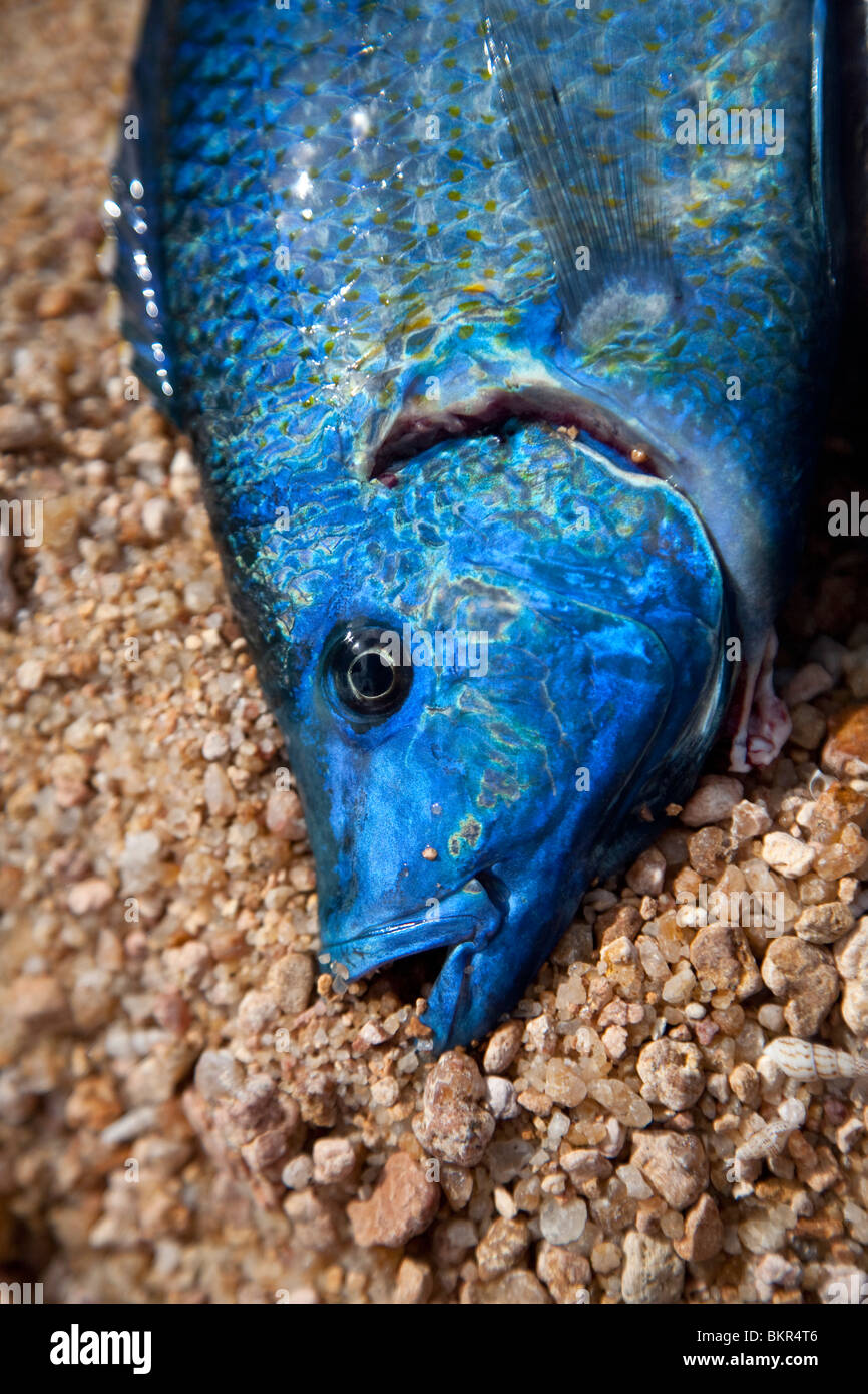 Malawi, Monkey Bay. A Malawi Blue Cichlid lies on the beach, having been caught by a fisherman. Stock Photo
