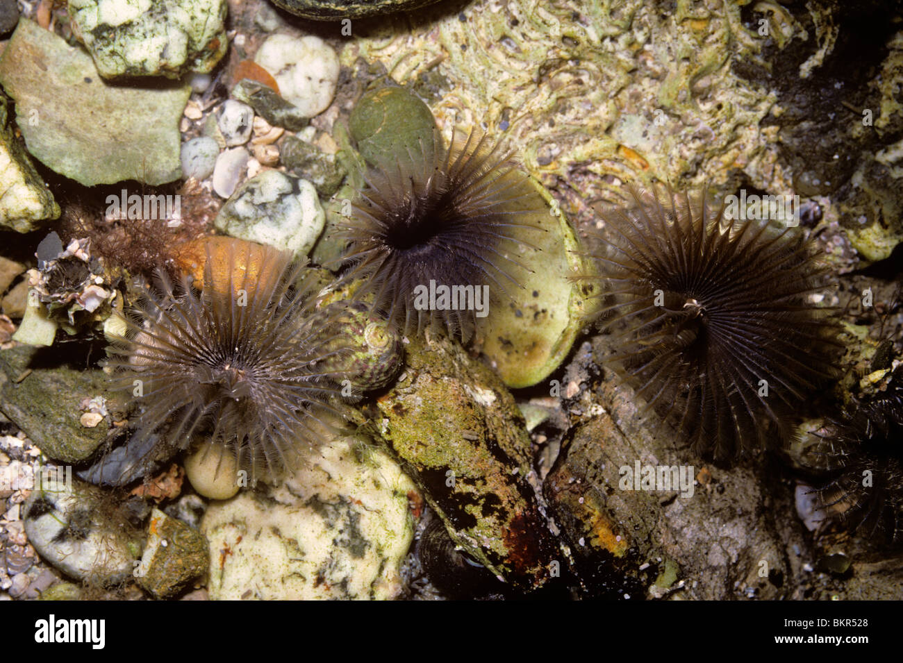 Fan worms (Megalomma vesiculosum) in a rockpool on the middle shore UK Stock Photo