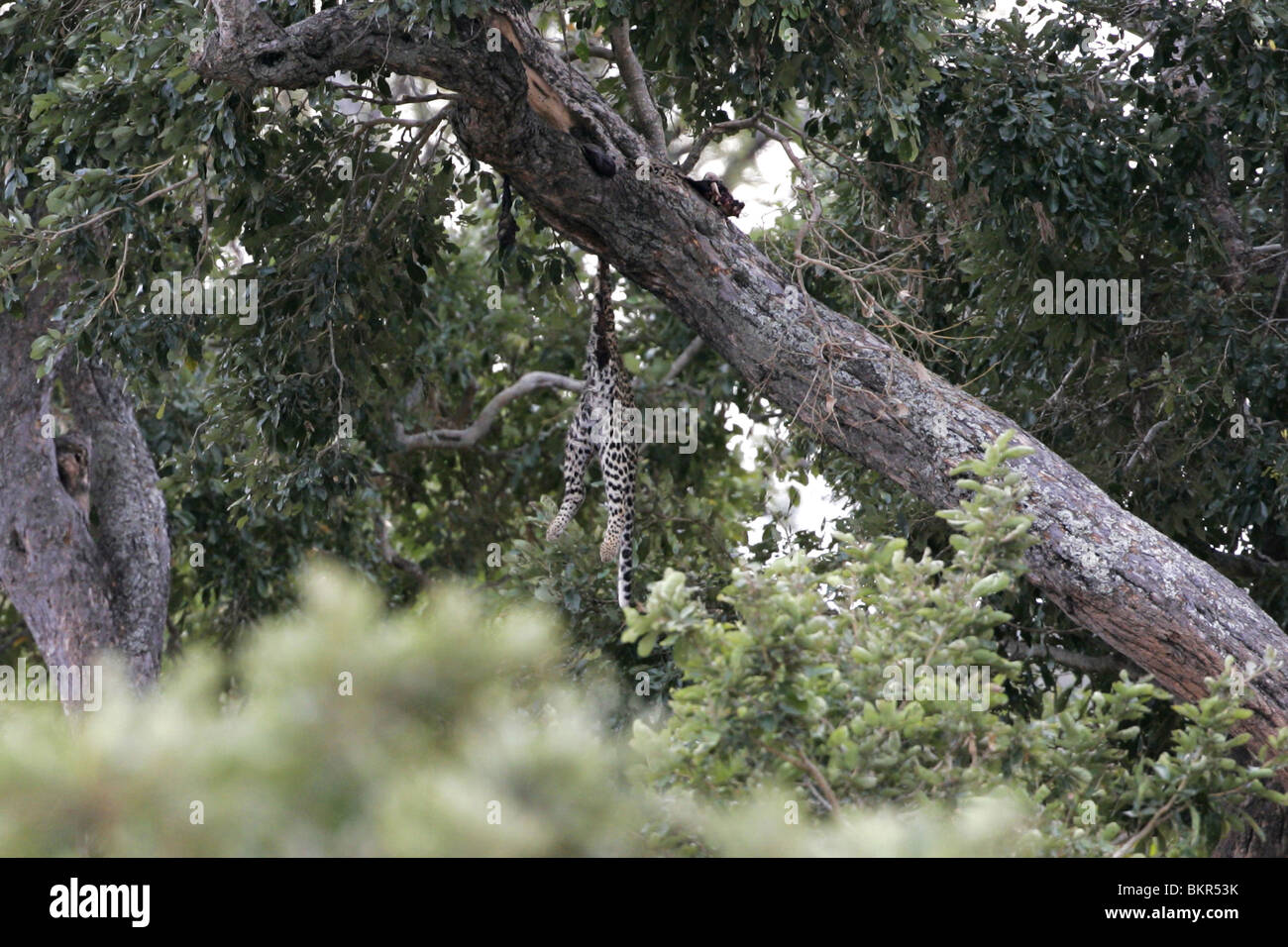 Leopard, Carcass hanging in tree, Kruger park, South Africa Stock Photo
