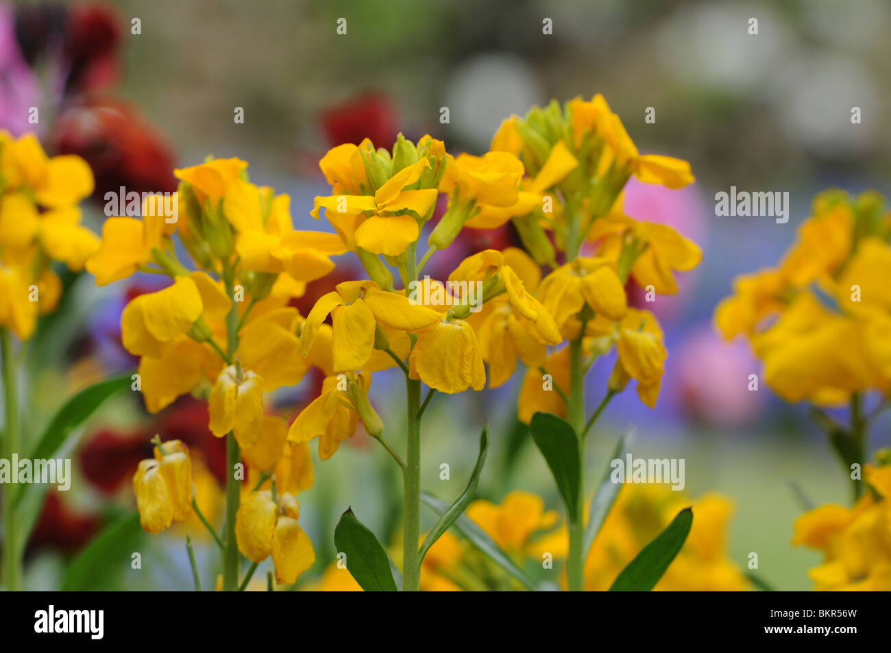 Yellow wallflowers (Erysimum) Stock Photo
