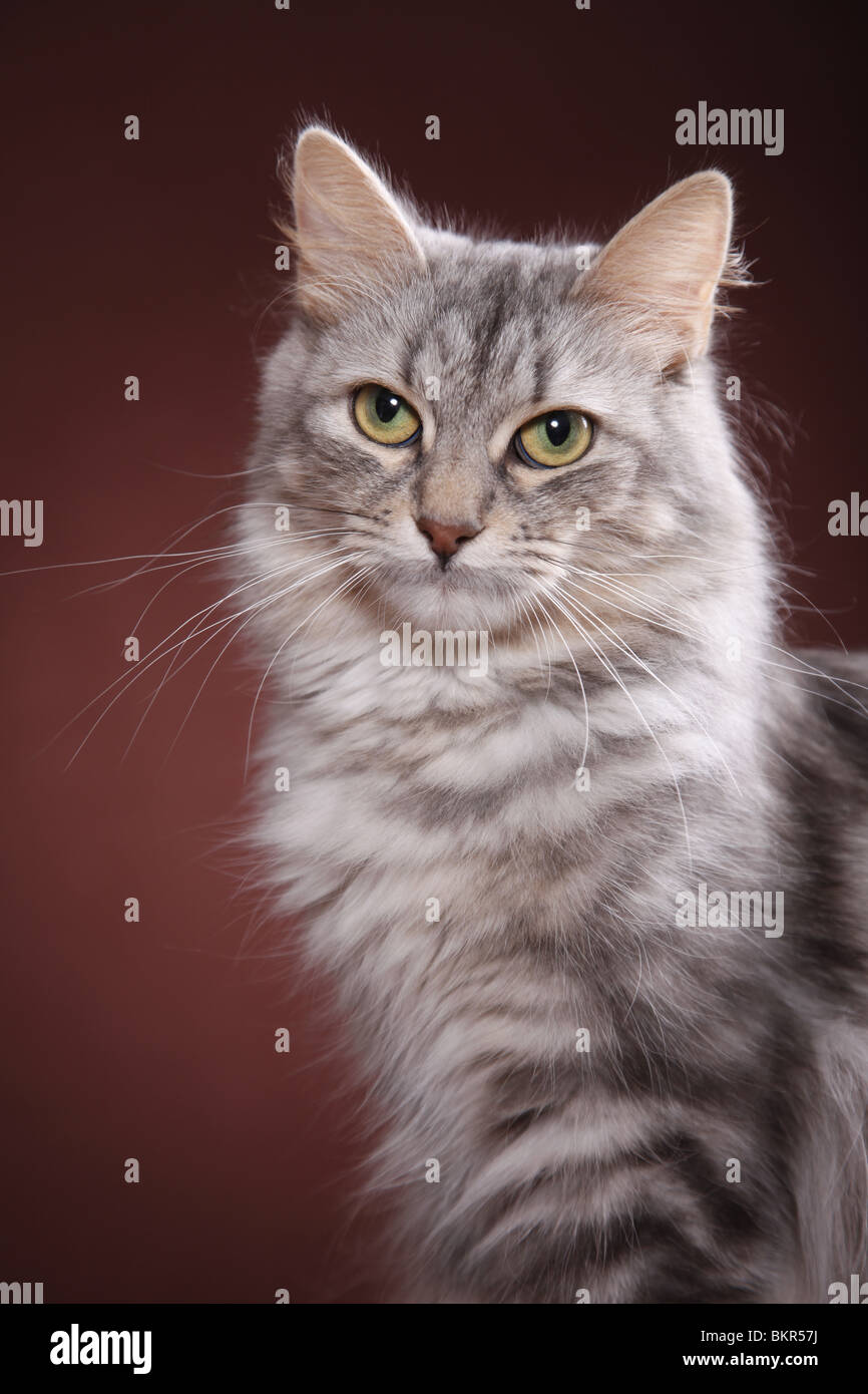 Long haired silver tabby cat hi-res stock photography and images - Alamy