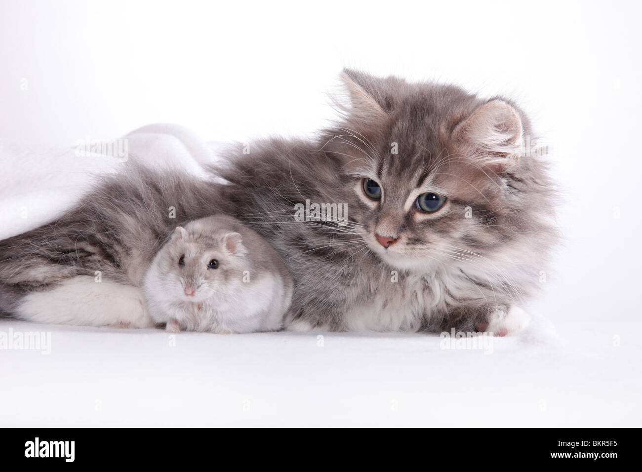 Sibirische Katze und Zwerghamster / Siberian cat and dwarf hamster Stock  Photo - Alamy