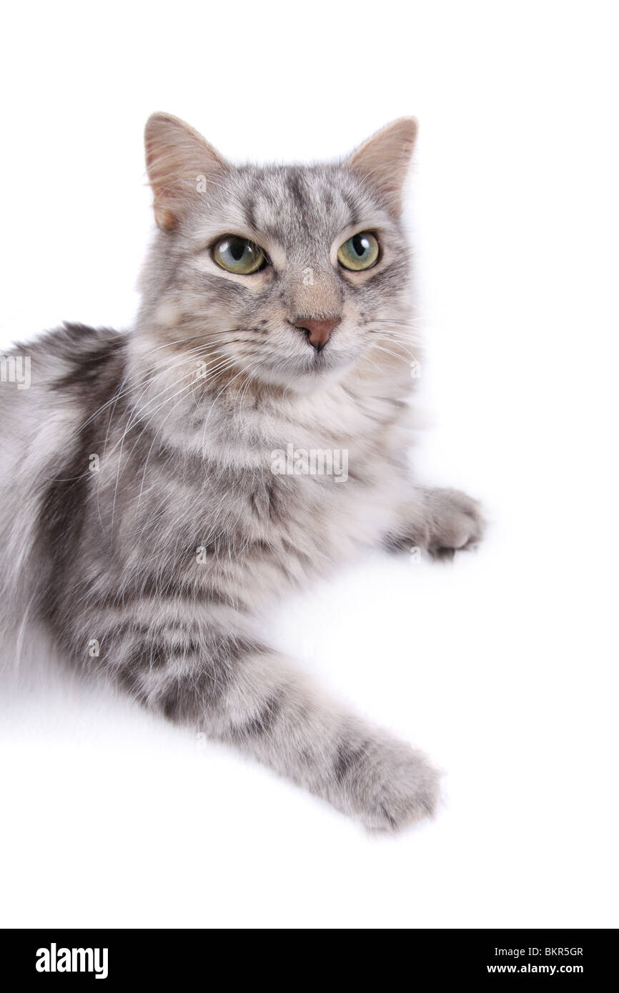 Long haired silver tabby cat hi-res stock photography and images - Alamy
