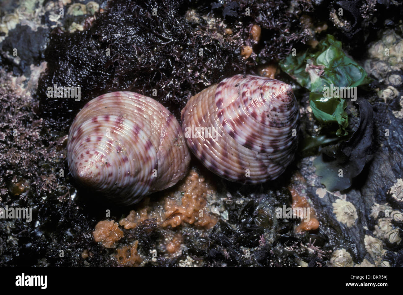 Painted topshell (Calliostoma zizyphinum: Trochidae) on the lower shore UK Stock Photo