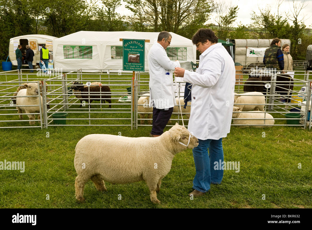 country or county show with farmers showing sheep, live stock pens in background Devon England UK 2010 Stock Photo
