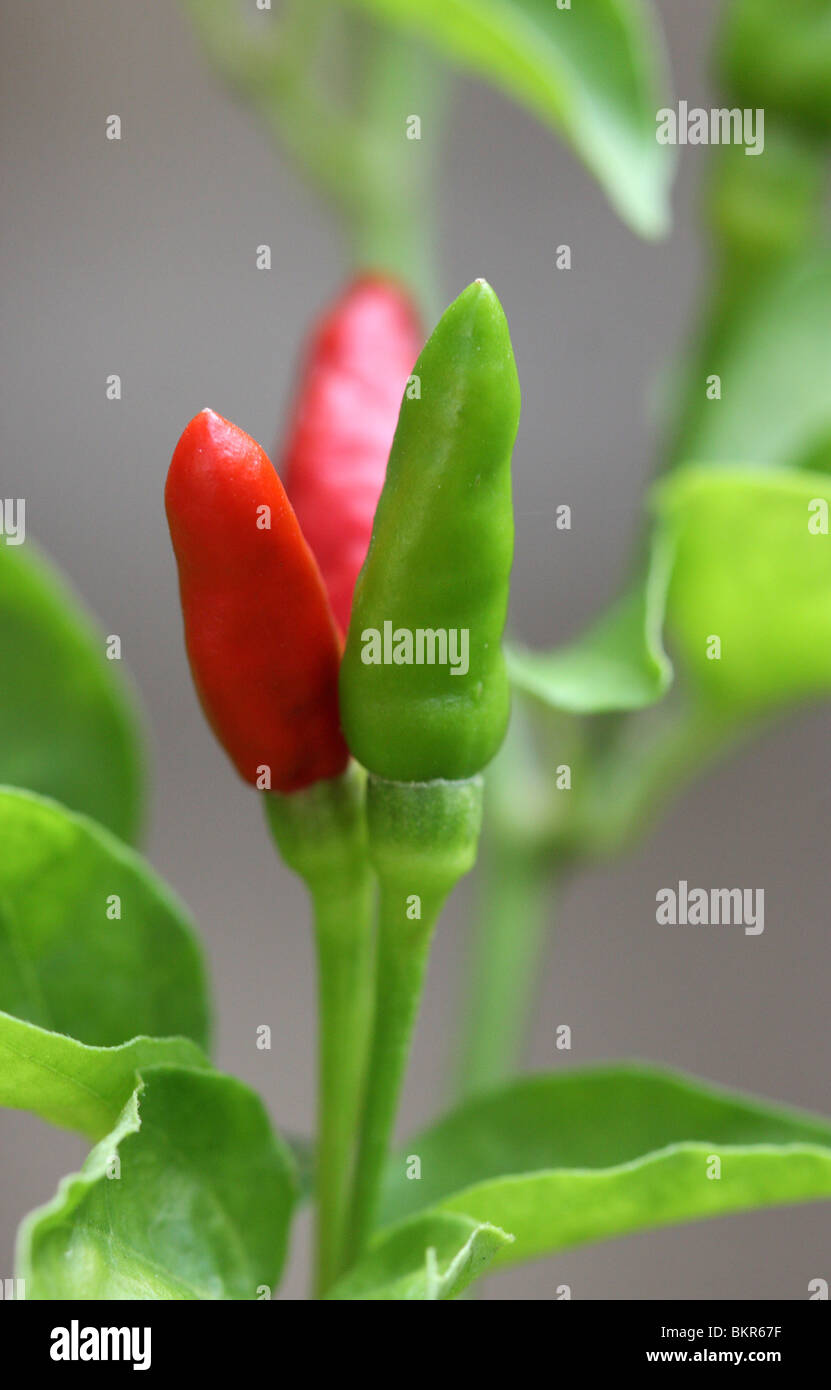 red and green colourful chillies(Capsicum annuum) Stock Photo
