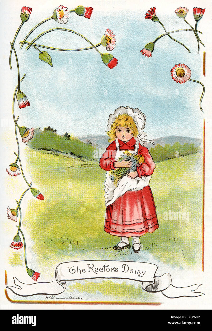 The Rector's Daisy Stock Photo - Alamy