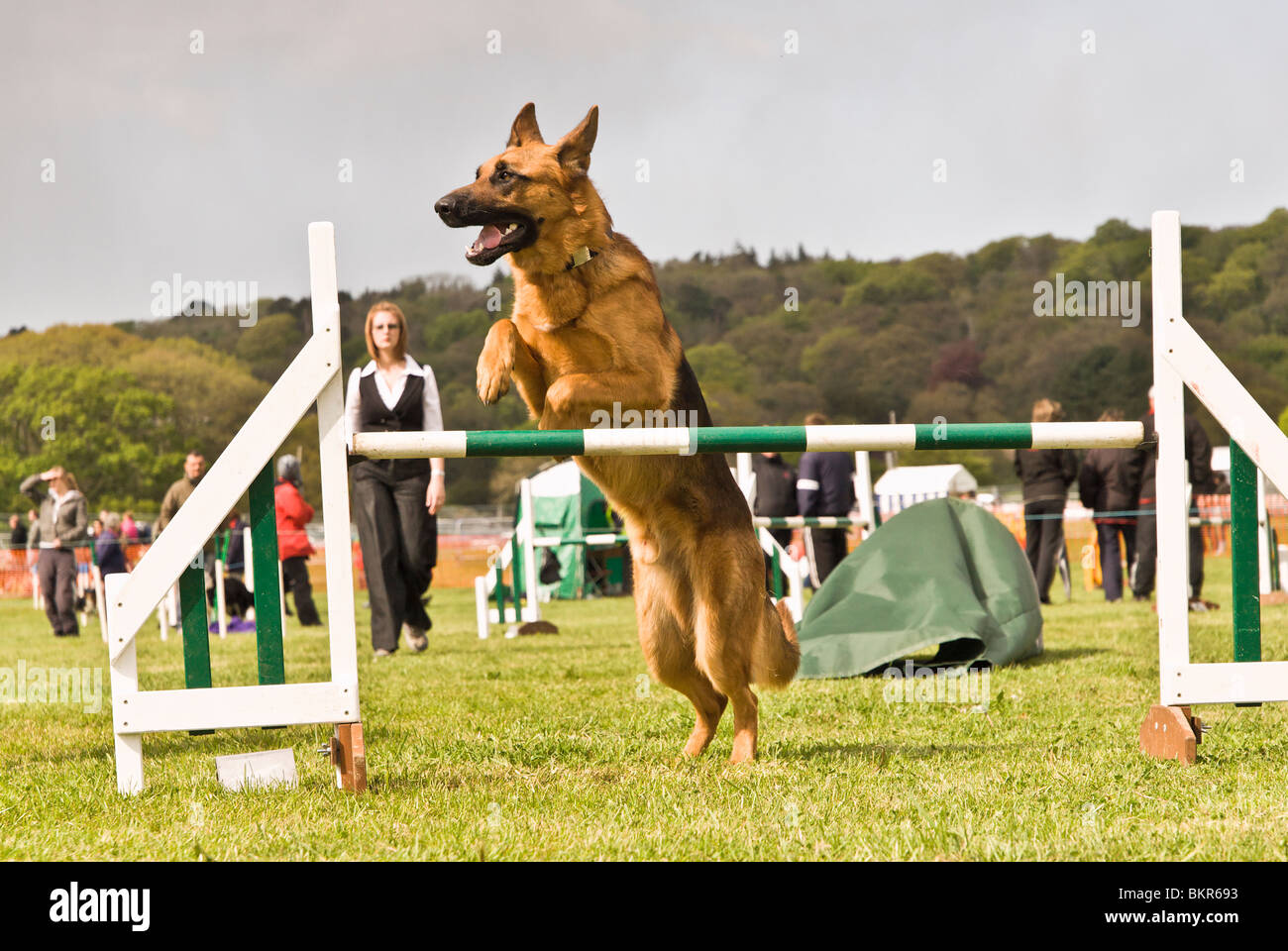 Canine agility competition Stock Photo