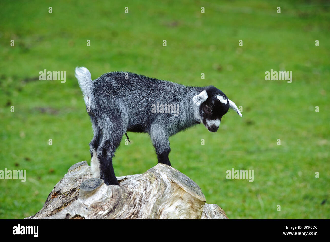 Two week old pygmy goat kid jumping and playing on a holding in South  Lanarkshire , Scotland Stock Photo - Alamy