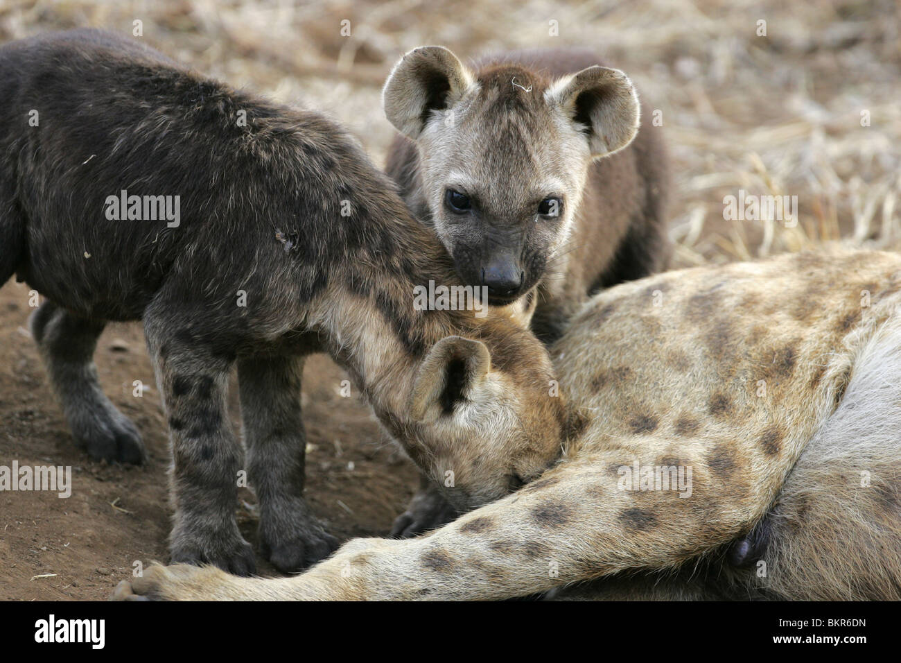Spotted Hyaena, Kruger Park, South Afroca Stock Photo