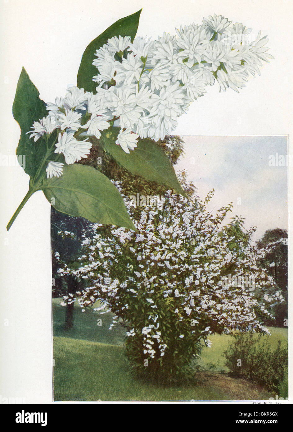 Deutzia Pride of Rochester Stock Photo - Alamy