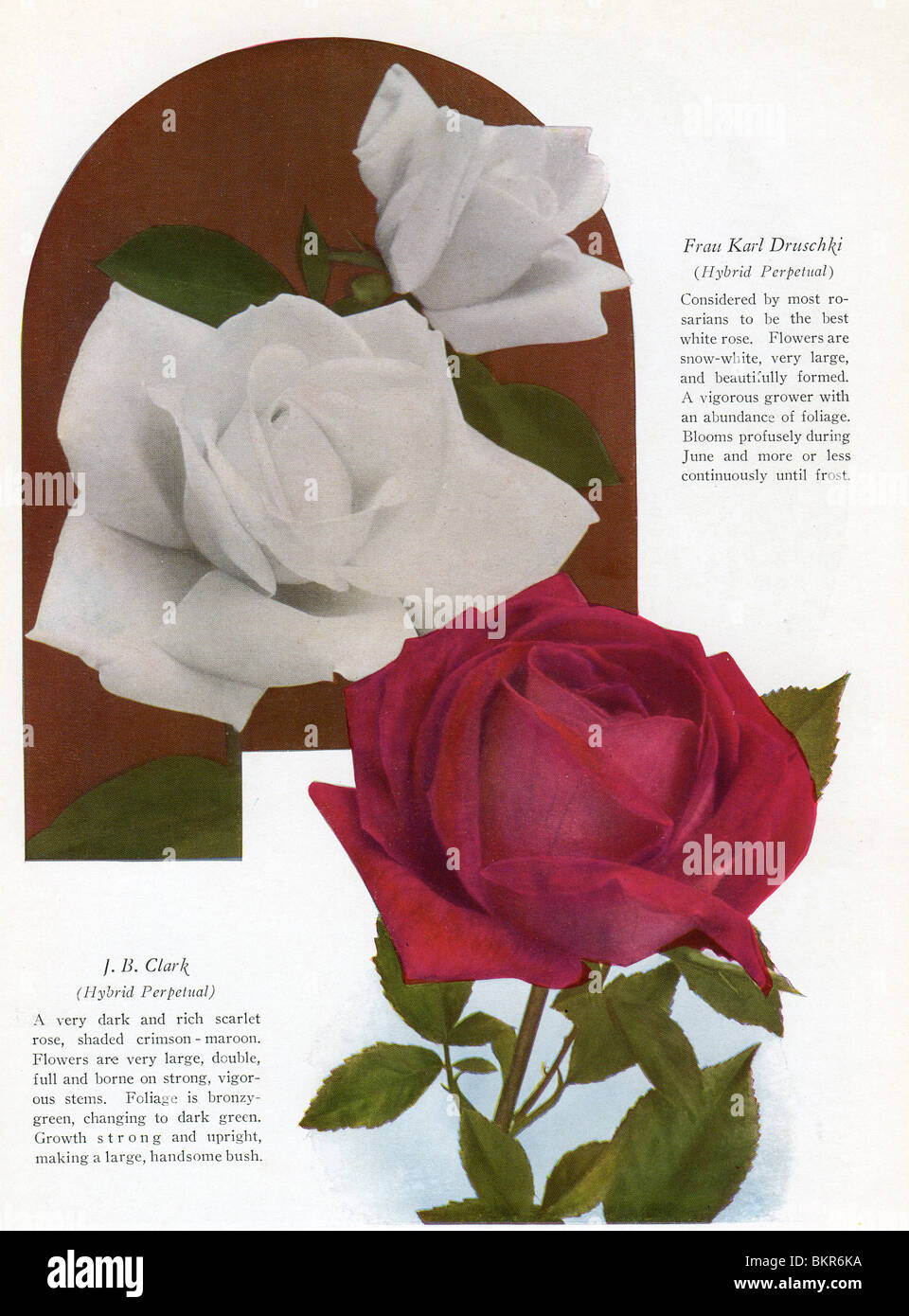 Red rose white rose hires stock photography and images Alamy