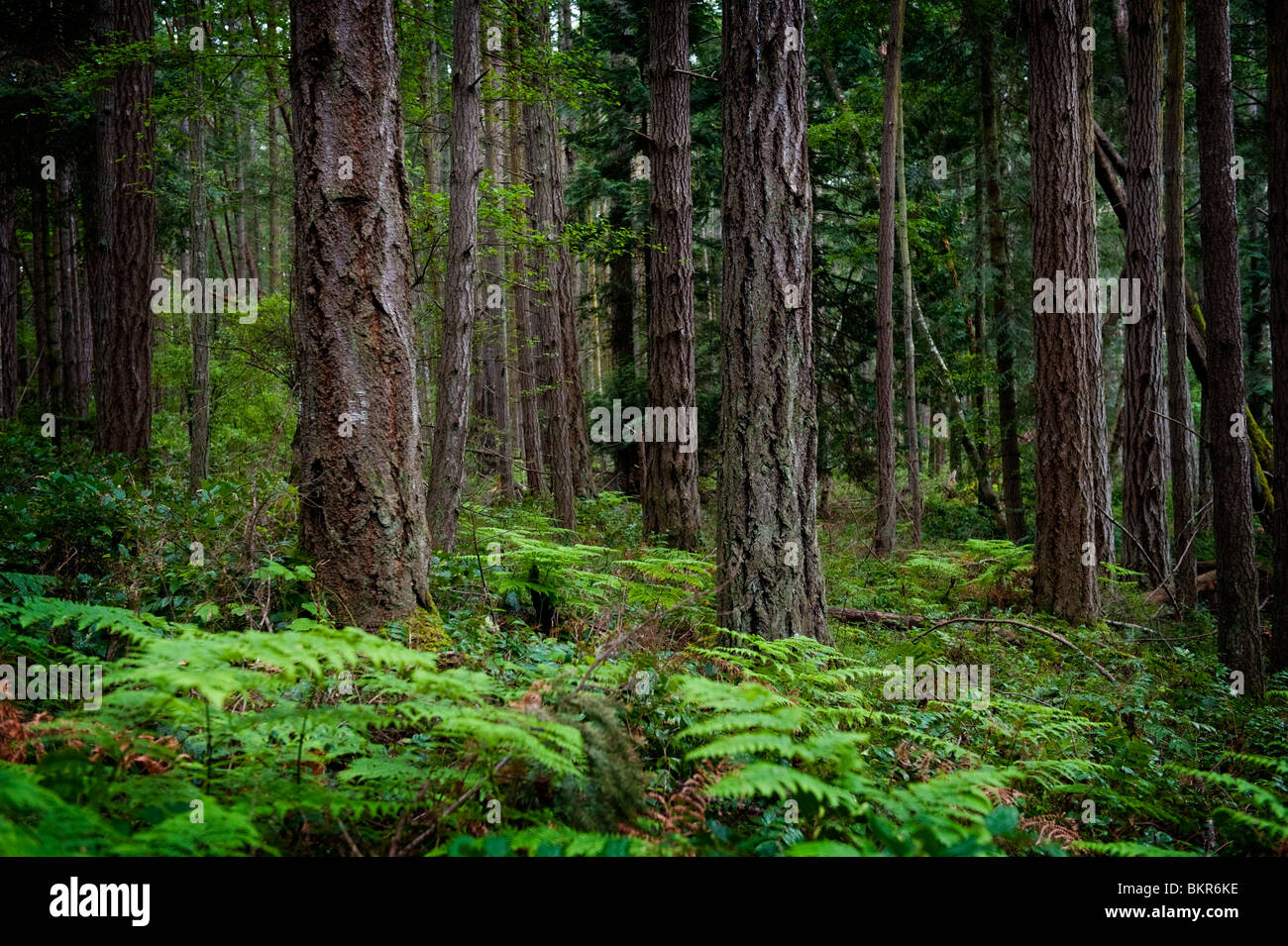 A beautiful Douglas Fir forest found on the west coat of San Juan Island near the English Camp historic site. Stock Photo