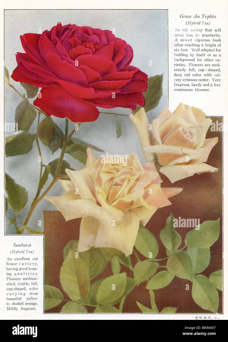 Gruss An Teplitz & Sunburst Rose Stock Photo - Alamy