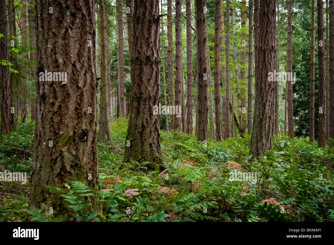 Douglas Fir Forest High Resolution Stock