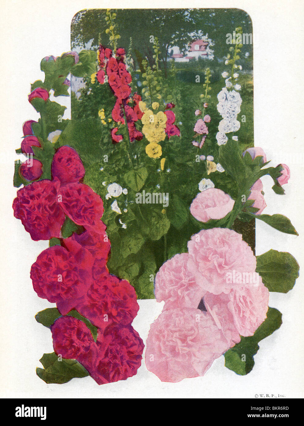 Hollyhock double flower hi-res stock photography and images - Alamy