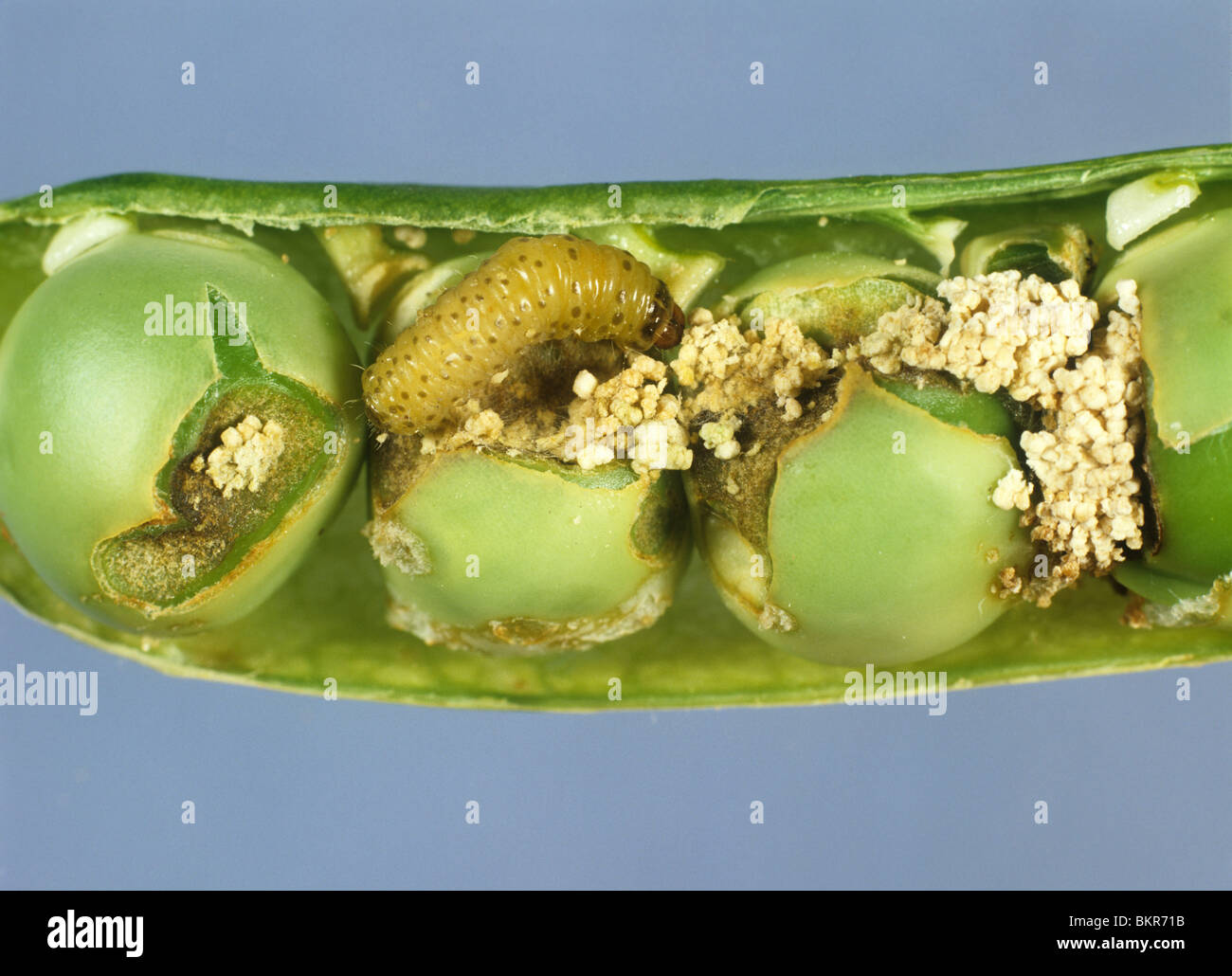 Pea moth (Cydia nigricana) caterpillar in damaged pea pod Stock Photo