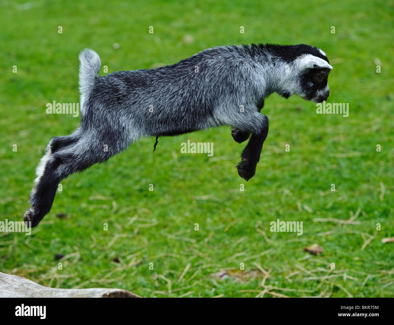 Baby goat jumping hires stock photography and images Alamy
