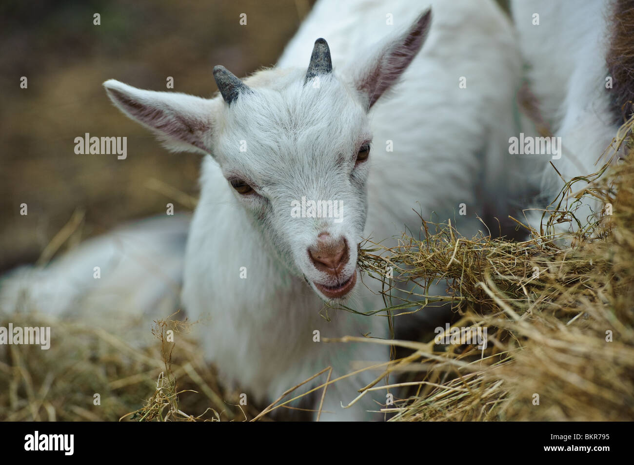 Four week old African Pygmy Goat kid on a holding in South Lanarkshire