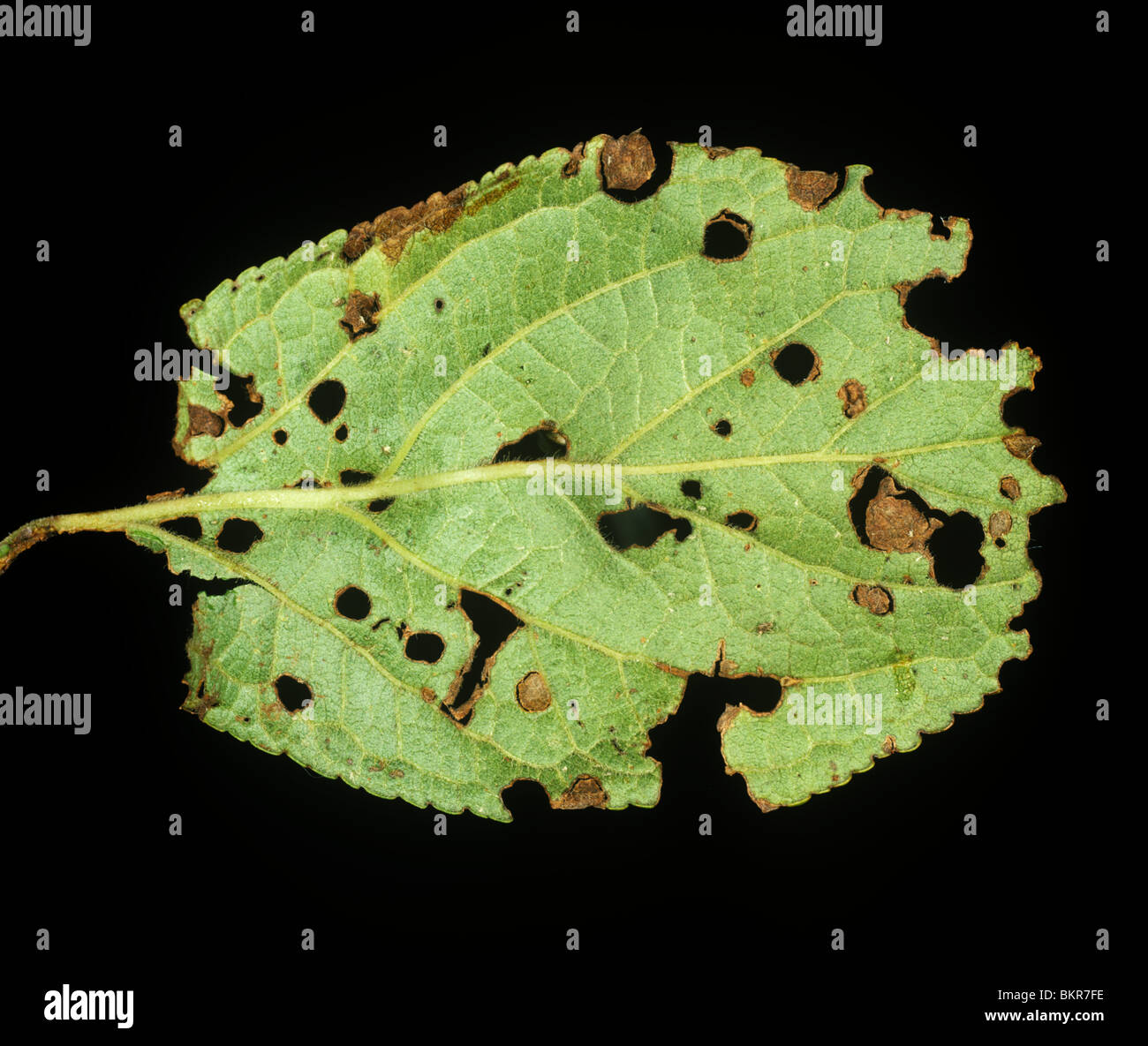 Shot-hole disease (Pseudomonas syringae) lesions on a plum leaf Stock Photo