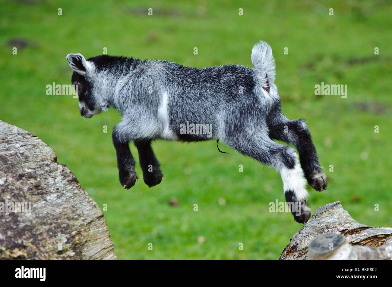 Pygmy goat jump hires stock photography and images Alamy