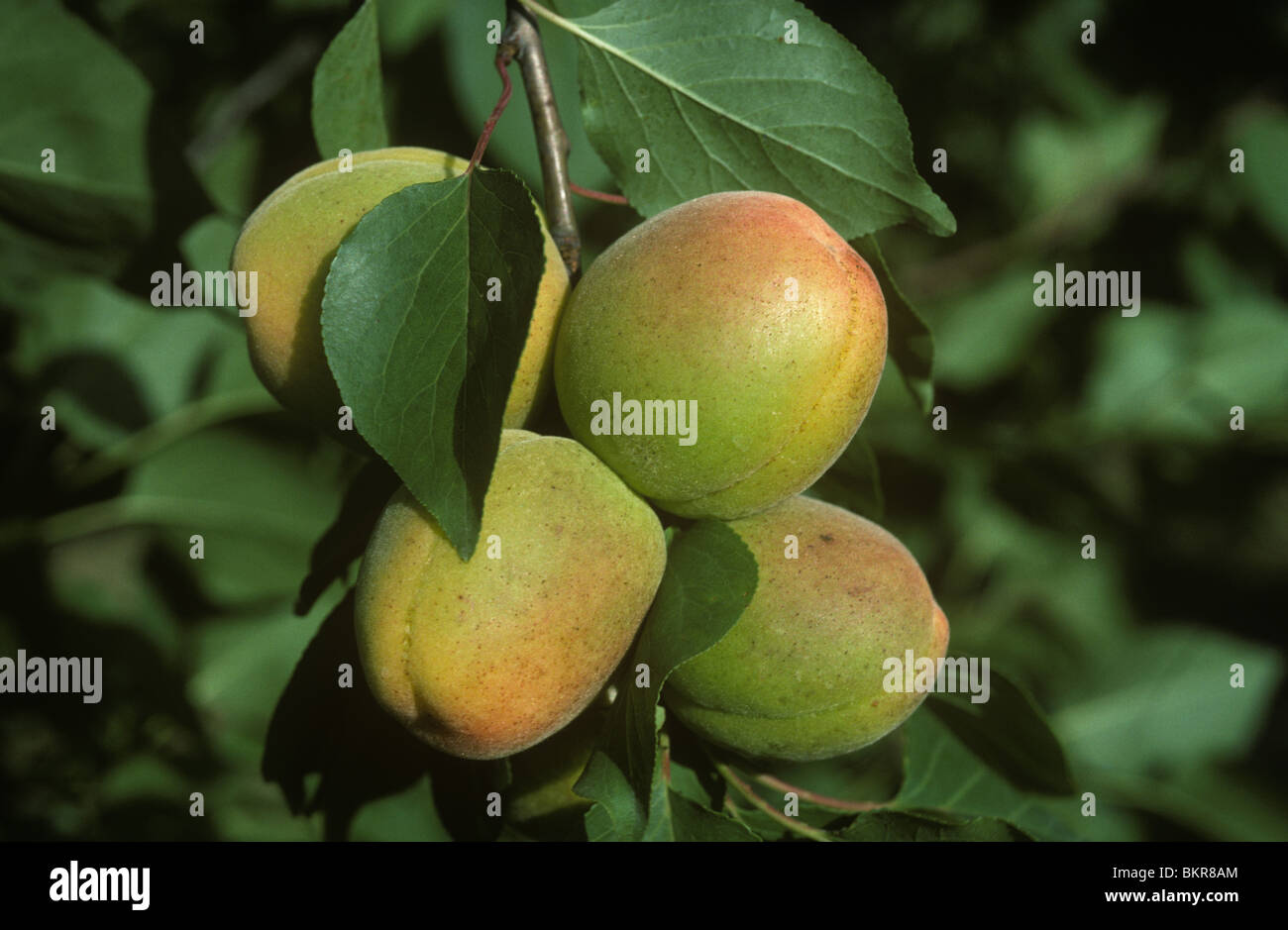 Ripening apricot fruit on the tree in evening sunshine, Provence, France Stock Photo