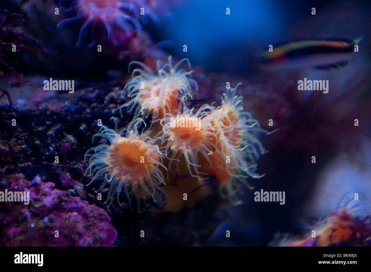 Tubastrea aurea hires stock photography and images Alamy