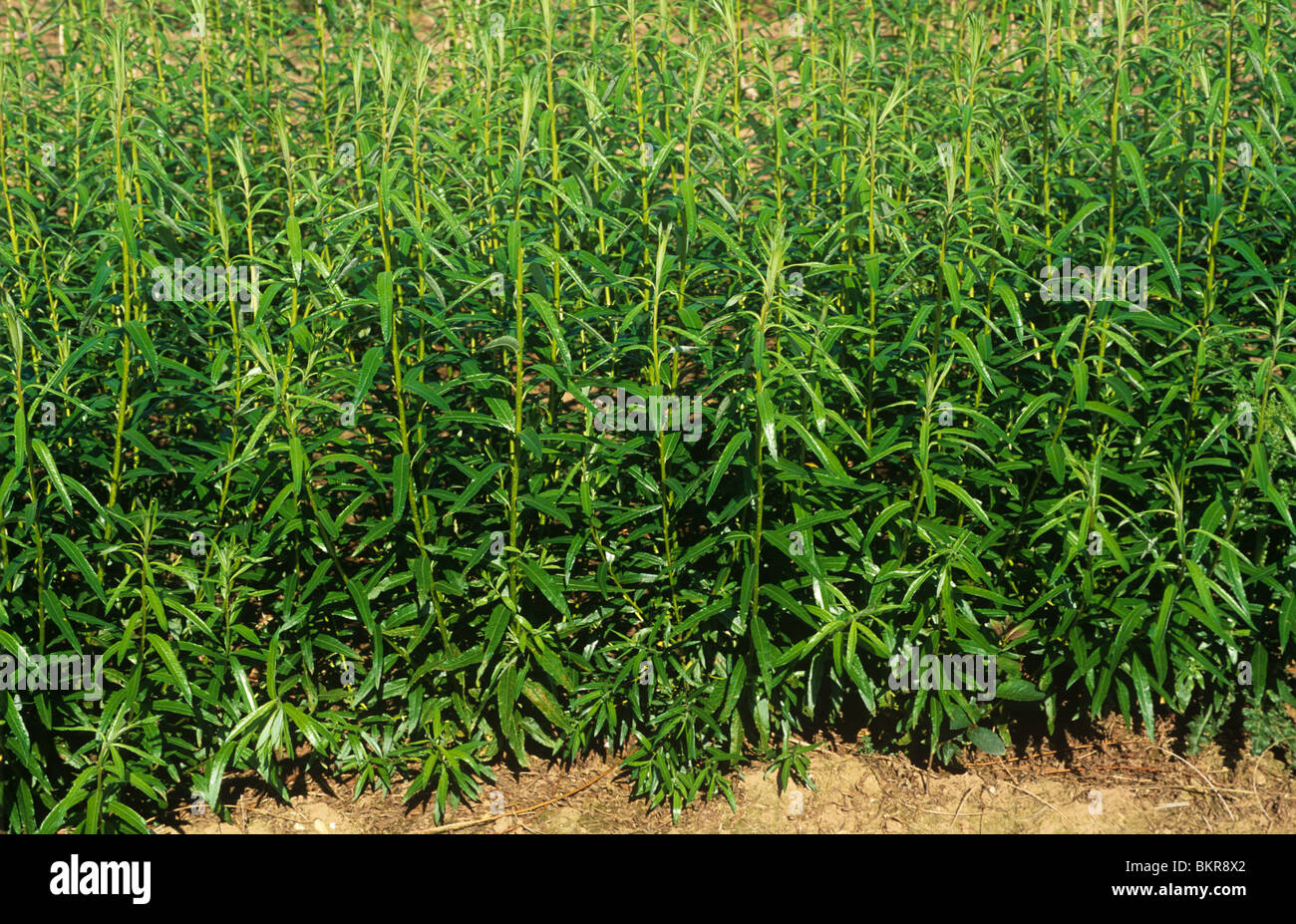 Young willow withy growing for biomass renewable energy fuel Stock Photo