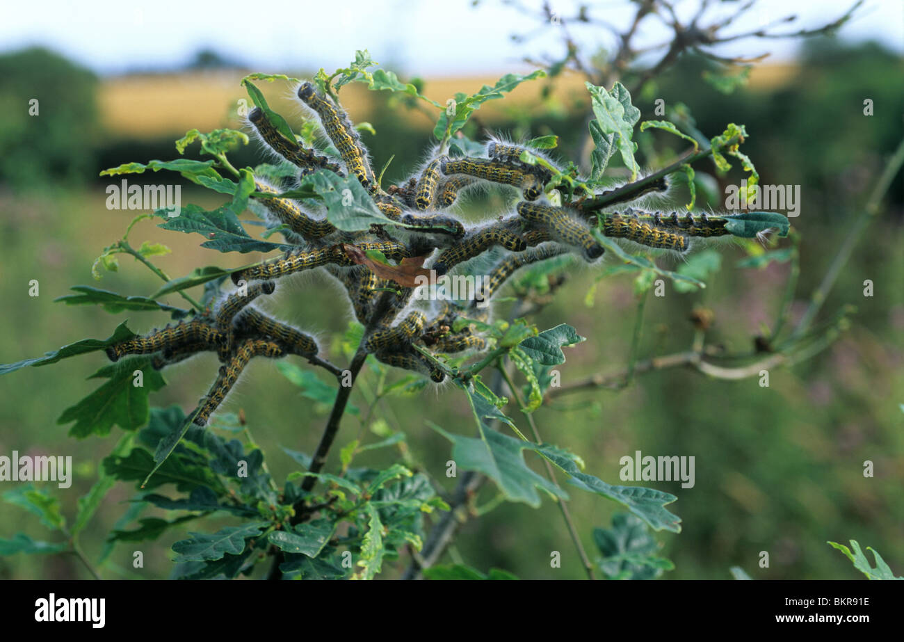Buff tip moth (Phalera bucephala) caterpillars on damaged oak foliage Stock Photo