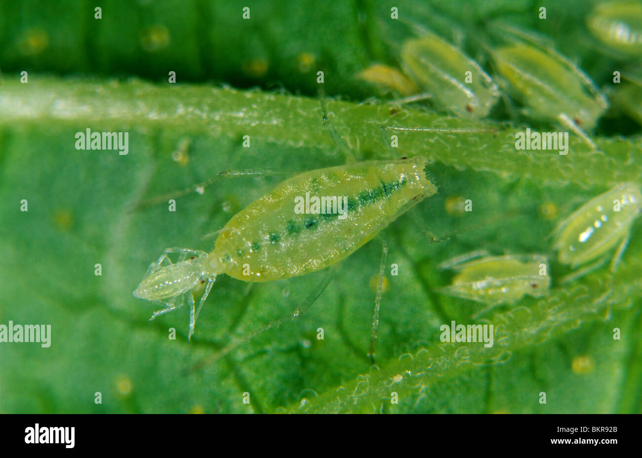 Blackcurrant aphid (Cryptomyzus galeopsidis) aphid giving live birth to young Stock Photo