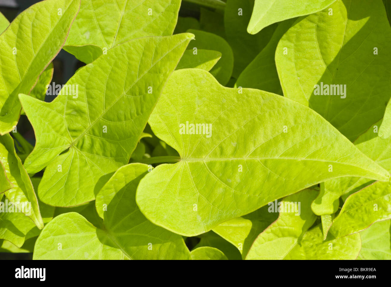 Pale green leaves of sweet potato vine var Margarita, Convolvulaceae, Ipomoea batatas Stock Photo