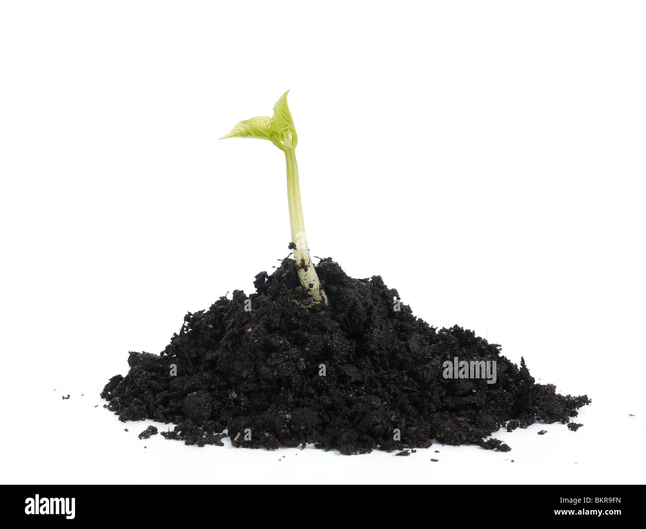 Young bean sprout growing on soil hump shot over white background
