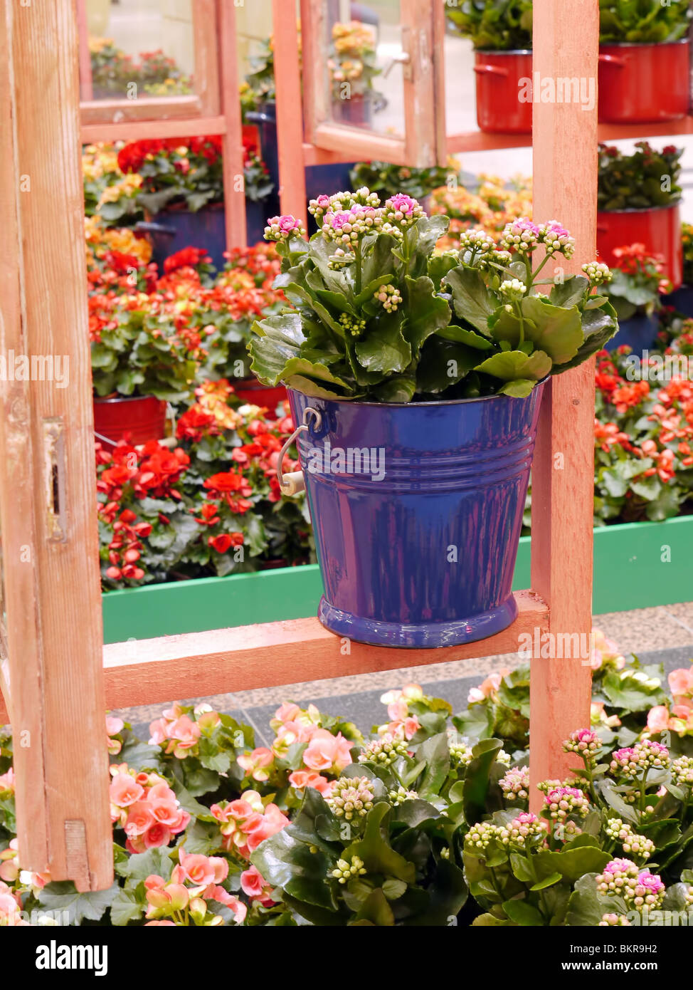 Bunch of garden flowers in metal bucket placed on wooden frame in greenhouse Stock Photo
