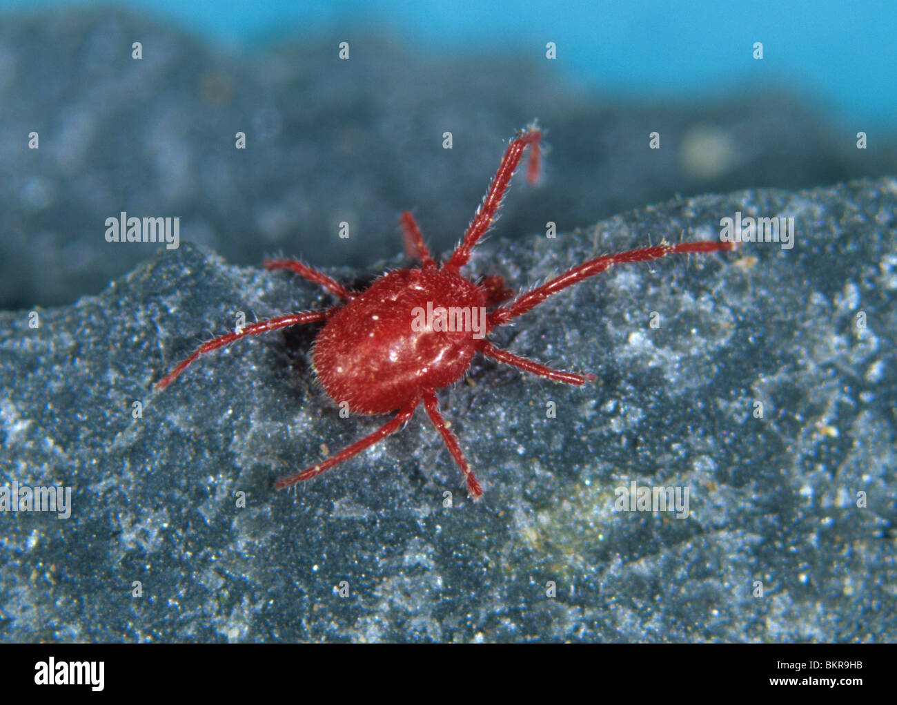 Adult red velvet mite (Allotrombidium fuliginosum) Stock Photo
