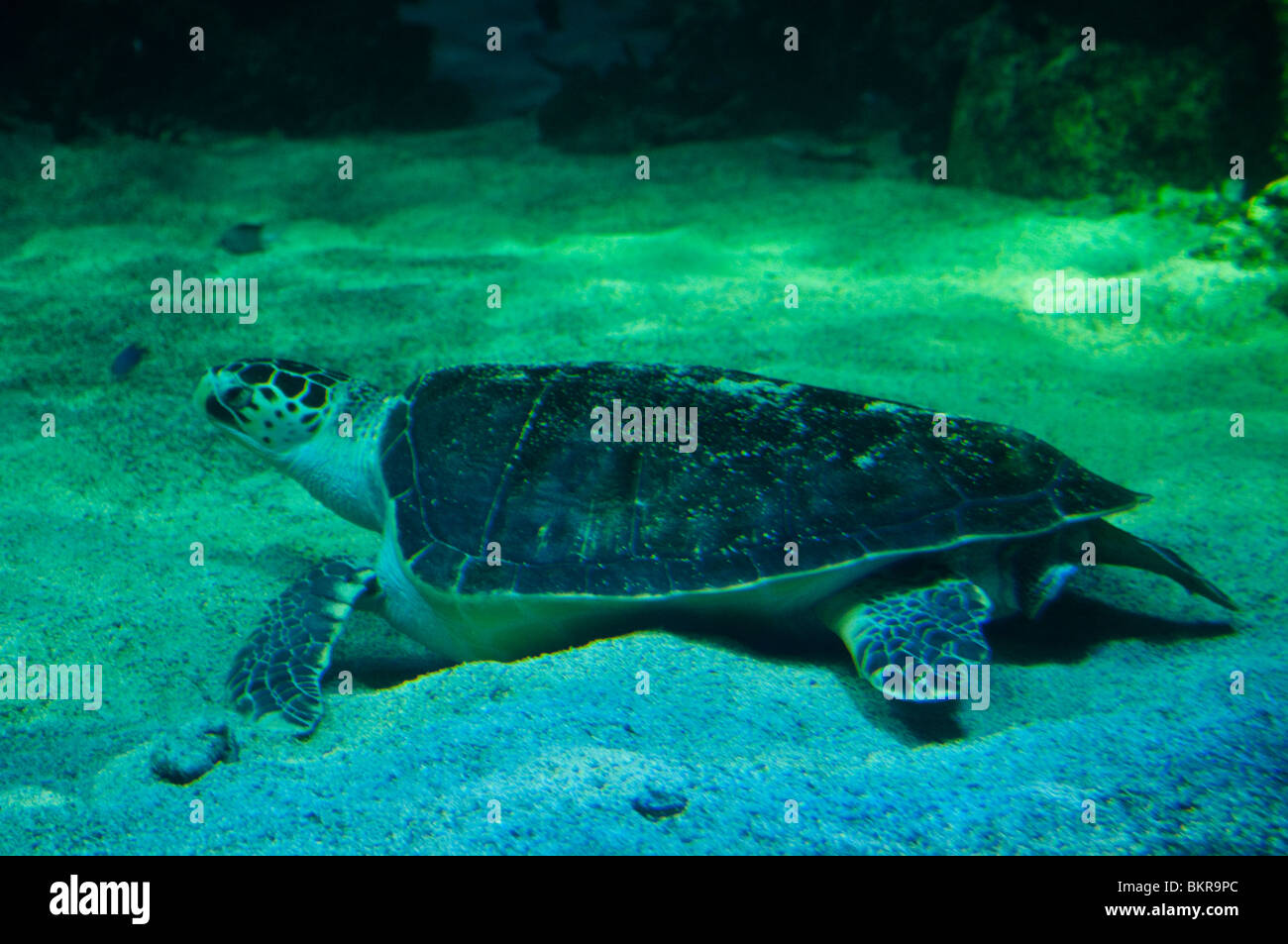 Turtle, Sydney Aquarium, Sydney, Australia Stock Photo Alamy