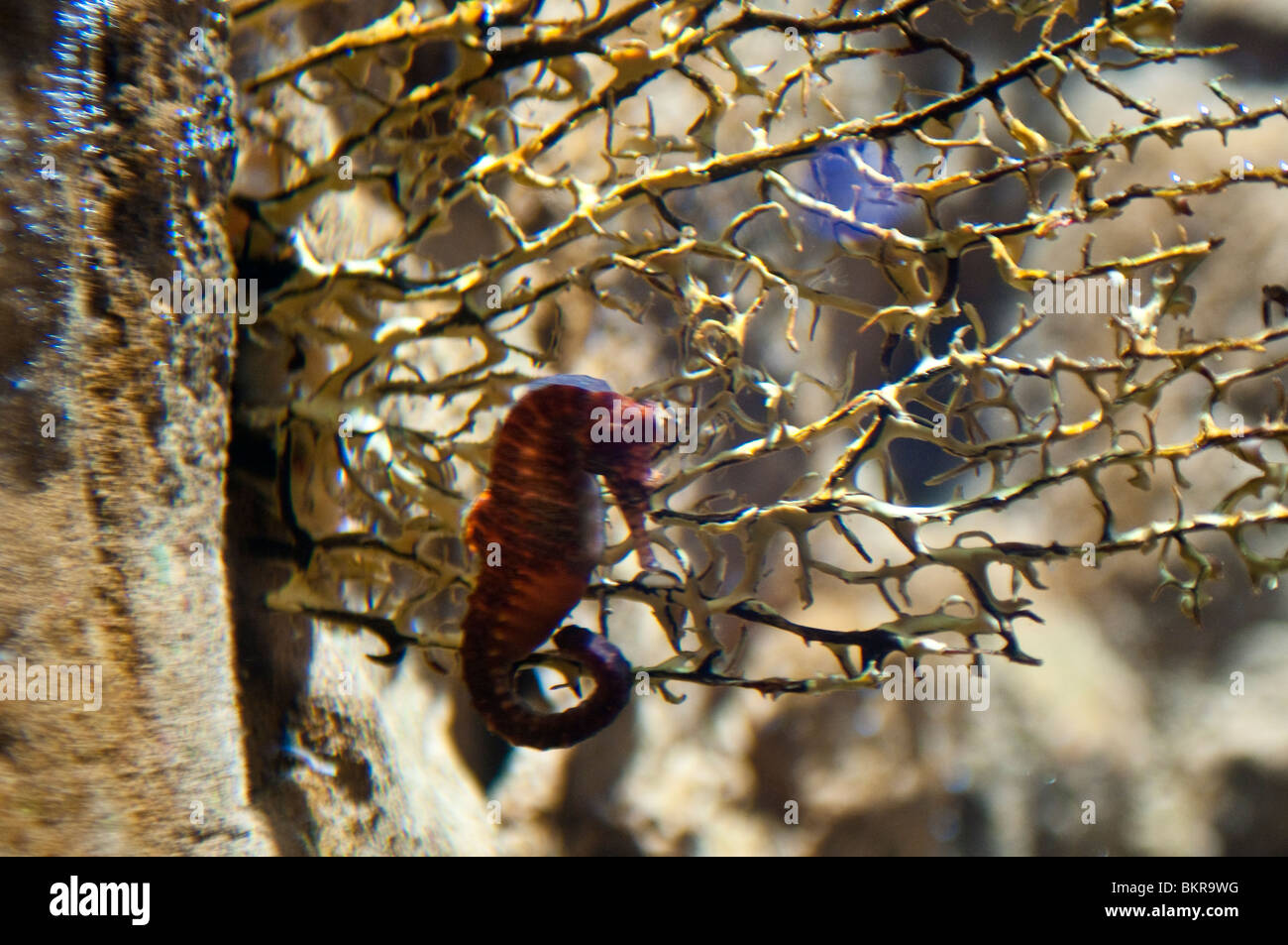 Western spiny seahorse, Hippocampus angustus, Sydney Aquarium, Sydney, Australia Stock Photo