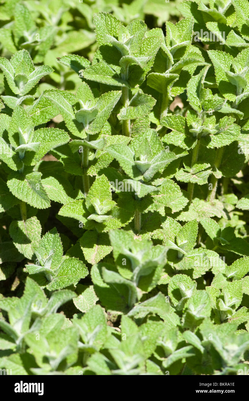 mieta wonna, Mentha suaveolens, Apple mint, Lamiaceae, Europe, Africa Stock Photo