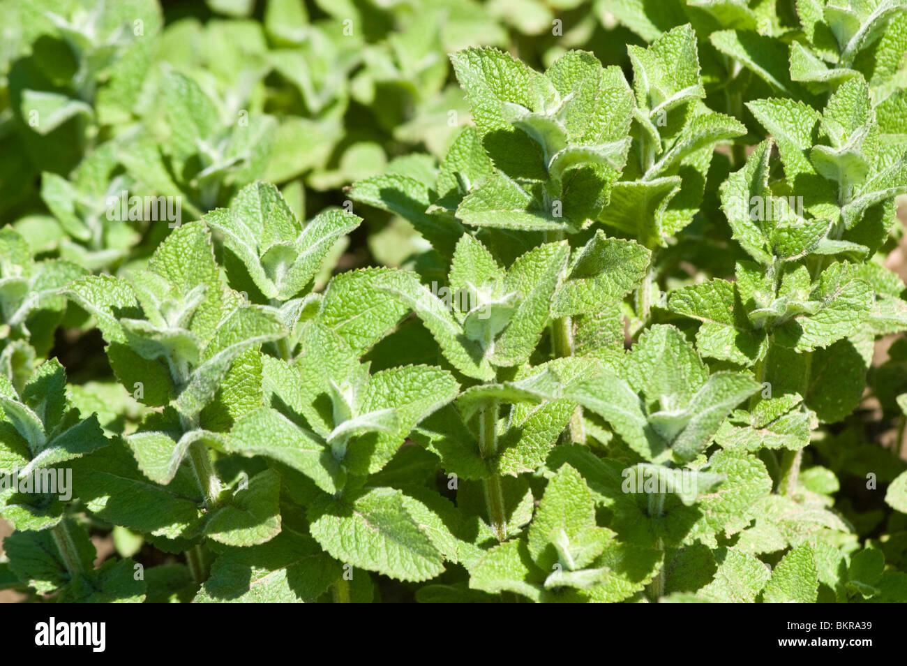 mieta wonna, Mentha suaveolens, Apple mint, Lamiaceae, Europe, Africa Stock Photo