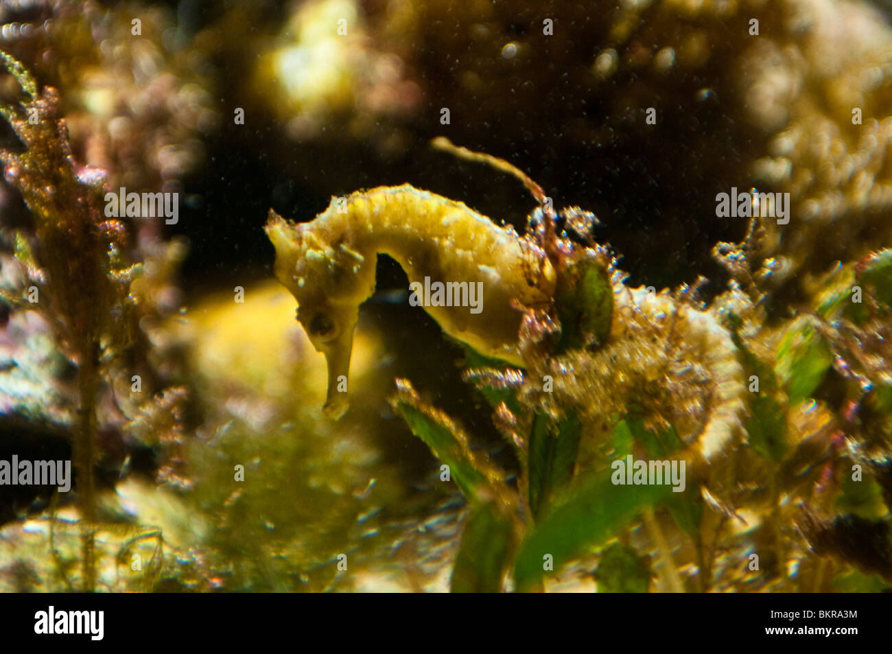 White's or Sydney seahorse, Hippocampus whitei, Sydney Aquarium, Sydney, Australia Stock Photo